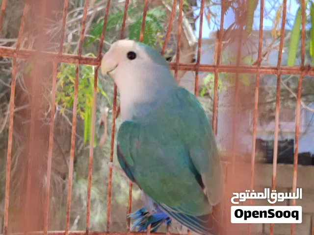 دكر روز تبارك الرحمان