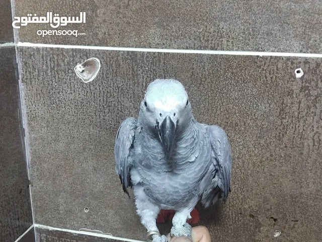 ببغاء كاسكو فرخ