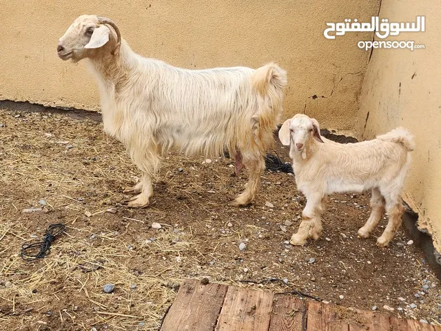 شاة من حلال الجواميد الضخم مع ولدها تيس اجلح