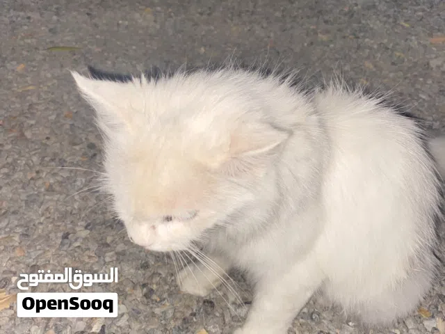 سنور للبيع