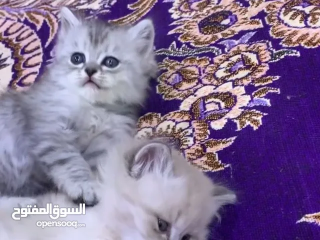 سكوتش للبيع بسعر مناسب واعمارهن 44يوم وبيهن مجال عددهنن 4