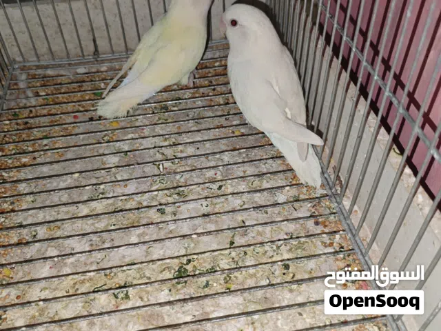 بركديلو مصوقرة عدد 6 كوبيات
