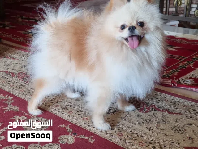 ذكر بومرينيان