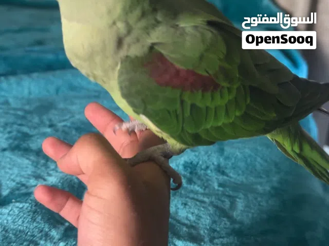 دره نيبالي — دره فايلوت ازرق