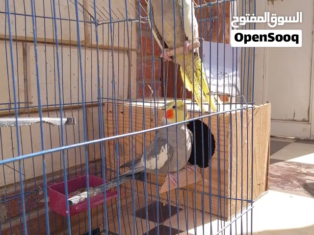 جوز كوكتيل شغال باضو مرتين