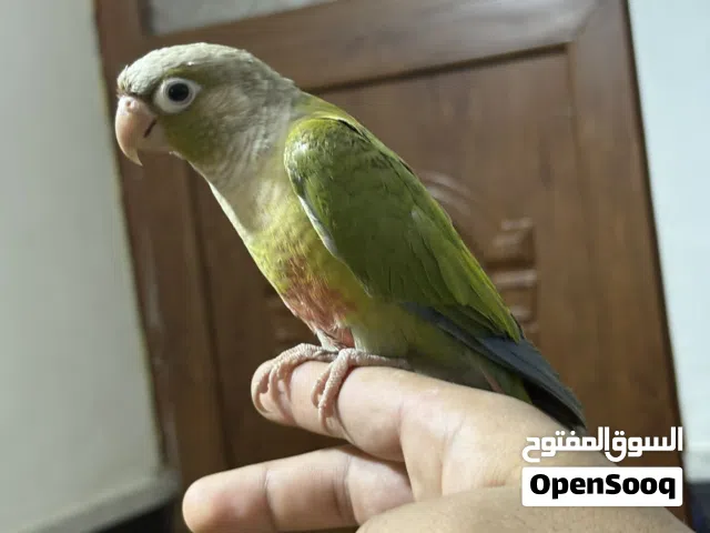 كنيور أليف جدا جدا و وكح مع القفص