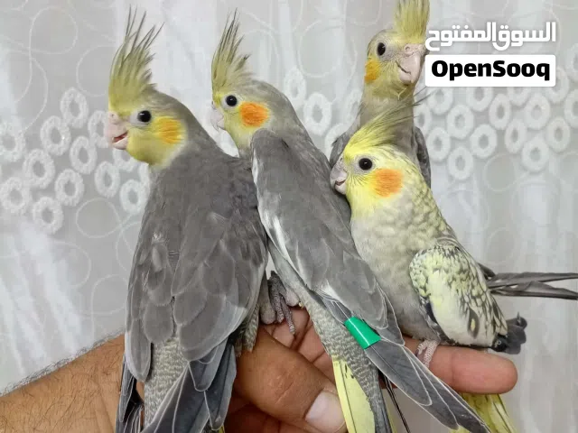 عصفير كنار عصفير حب عصفير كوكتيل  عصفير روز  عصفير فيشر