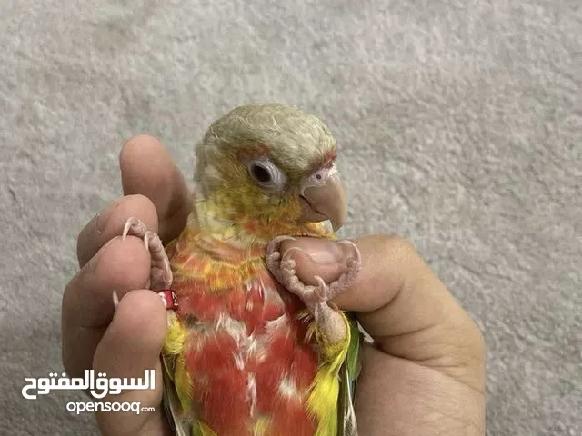 ببغاء كونيور