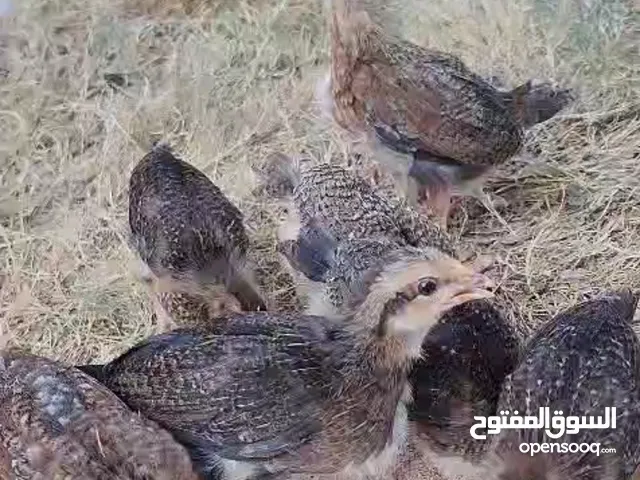 فراخ كويتي خط اول فريات ملحقات نيوكاسل عددهن 8 عمرهن شهر