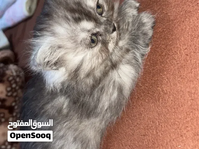 قطه مكس شانشيلا وسكوتش مكس هملايا البسه لعوبه وبتجنن وهاديه جداً للبيع بسعر مميز