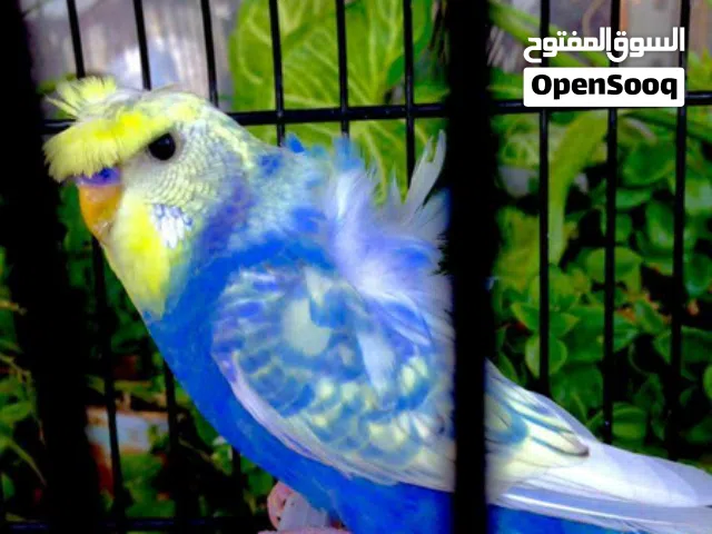 مطلوب جوز هوغو رومو رينبو - الاثنين حبات رينبو ( مش تراكيب رينبو) كريست وفل وردات