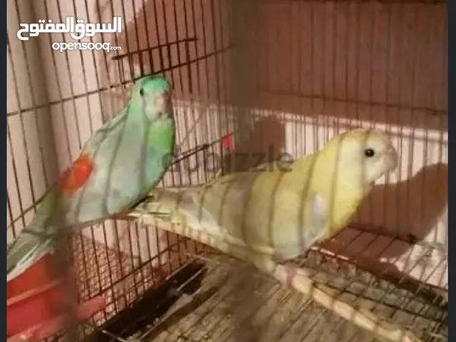 قص ريدرام شغال بالمشتملات