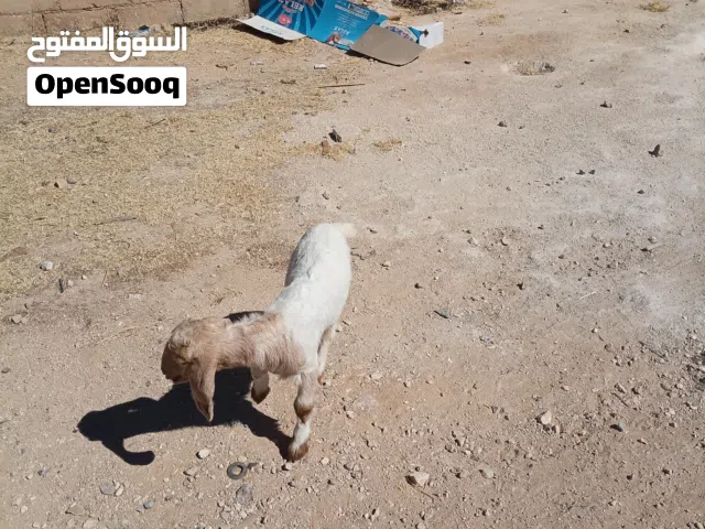 صخله بصلاه على النبي