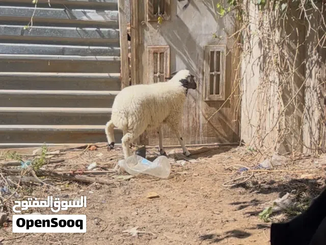 خروف اضحيه للعيد