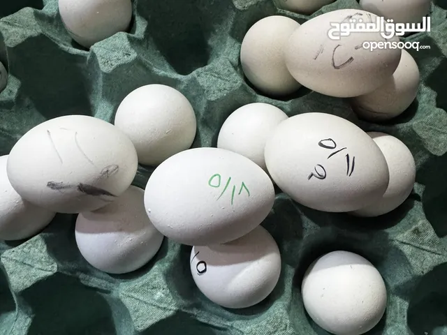 بيض اسباني نمري وميرنكا