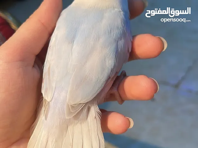 ببغاء الروز أليف لعوب مغرد حبوب