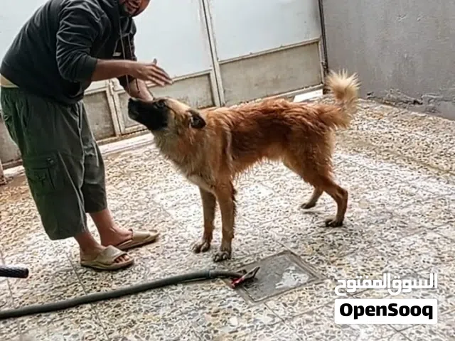 جرمن للبيع مستعجل ربه اليف