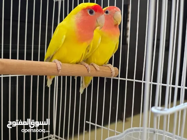 زوج روز لتزاوج بلون الأصفر و الاحمر