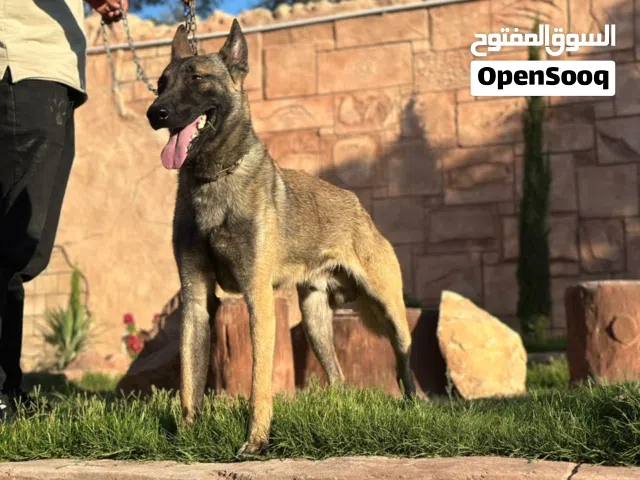 كلب مالينو للبيع العمر سنة وأربعة شهور كلب ناشط  المكان مصراتة