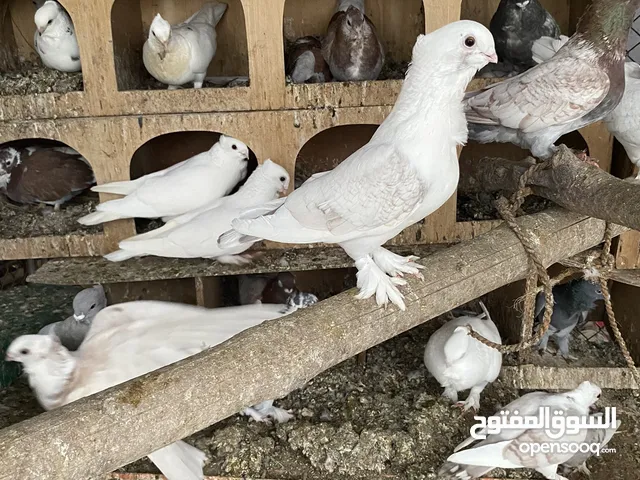 حمام زينه انواع مختلفه