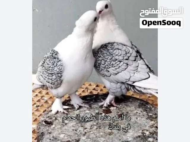 مطلوب حمام عربي / تركي دبل كرست/ ومفتل