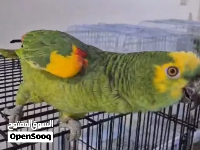 ببغاء امازوني بلو فرونتد جاكو ذكي جدا ومتكلم مستوى سوبر!