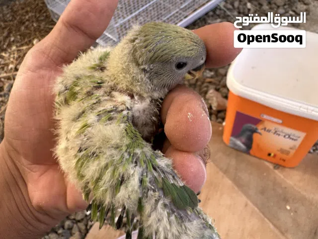 فروخ ببغاء روز