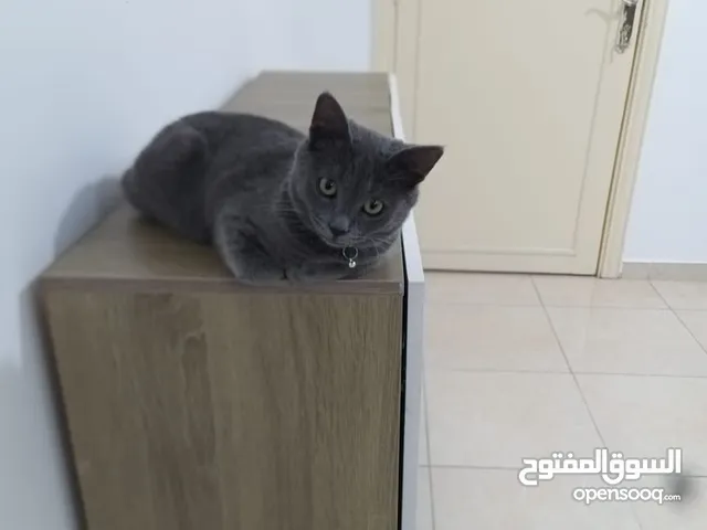 قطه للبيع  عمرها خمس اشهر   نوعه برتش  أليف جدا  ولونه gray