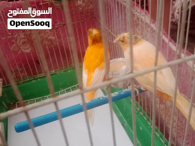 كنار احمر وجزري طوايرمقنبرة وفحل سادة وفحل مقنبر