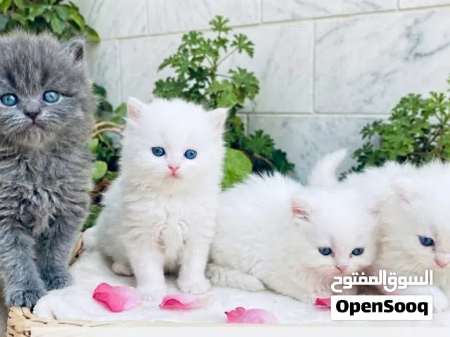 قطط عمر شهر ونص للبيع