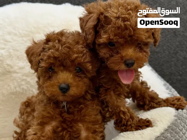 adorable toy poodle male and female fully trained vaccine done