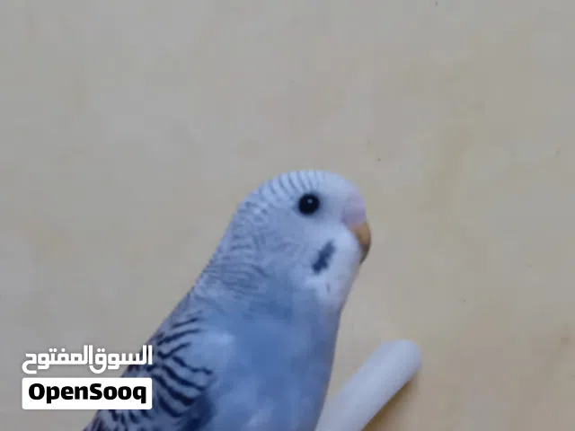 بادجي اليف مناسب اطفال