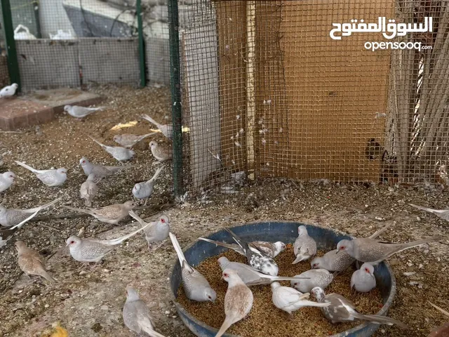 Dove bird pigeon دوف مكس للمهتمين للتربية منتج