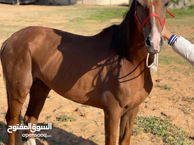 حصان للبيع تلات ارباع