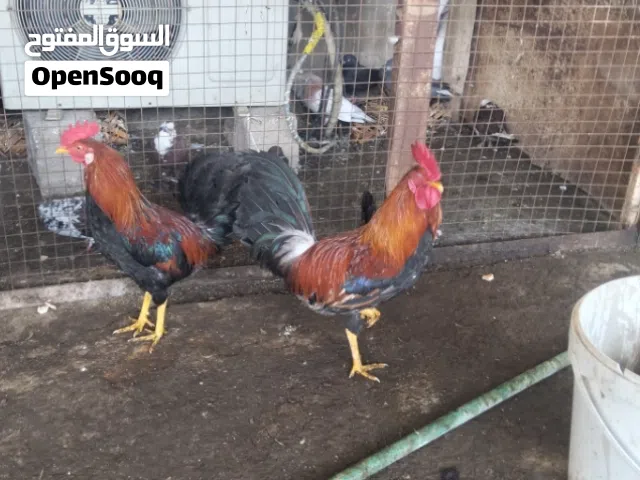 دجاج كويتي اقره الوصف