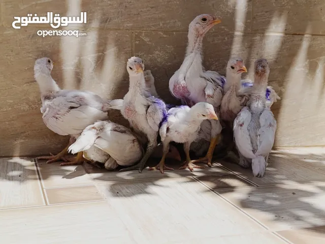 متاح صوص الماني لون ابيض نخب اول وصوص براهما بف بلاك نخب النخب