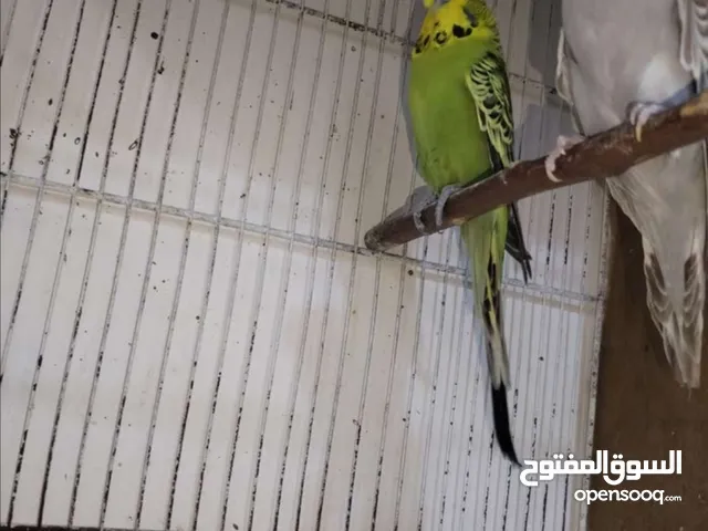 متاح زوج نكليزي دماء قويه
