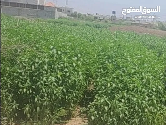 دنم و38 متر