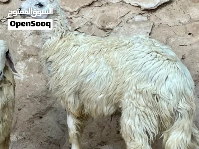 نوع الحلال : كباشه رمليات فحول او ذبح