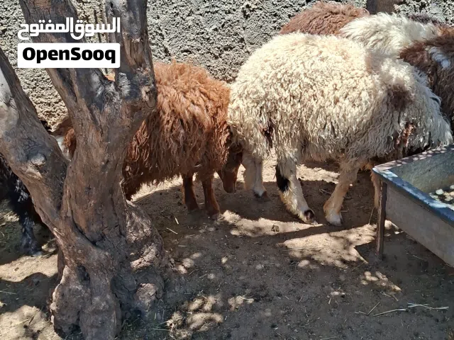 3  خرفان للبيع اربد قميم