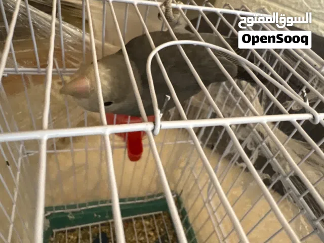 ببغاء روز أليف عمرو 4 شهور