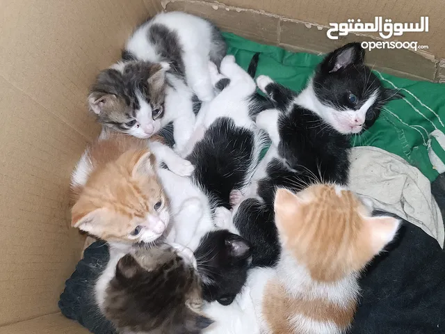 قطط صغار للتبني