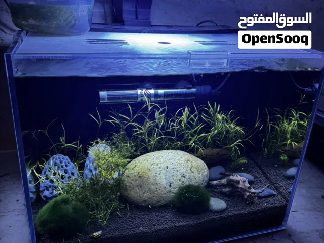 حوض سمك aquarium