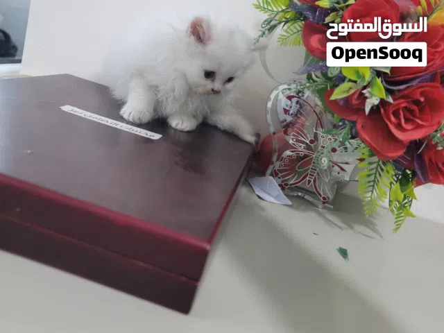 قطط لي بيع عرض تخفيض با السعر لي يومين فقط