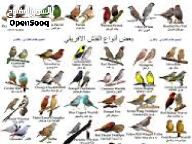 مطلوب طيور  قولدن فنش