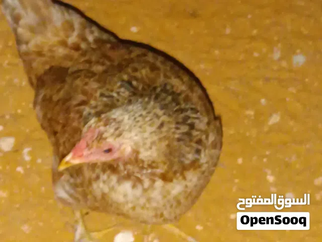 متوفر 2 دجاجات للبيع السعر الزوز ب 75د