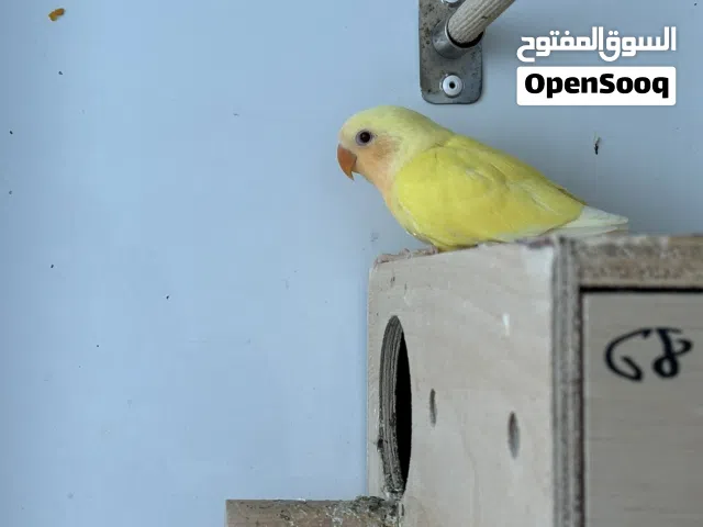 فراخ أوبالين صحية 4 (عمر 36 يوما أو أقل) Opaline Chicks for Sale
