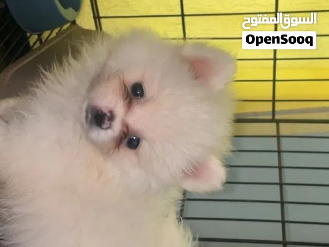 male and female pomeranian male 4 months female's 7 months 8 months 1 years vaccinated potty trained