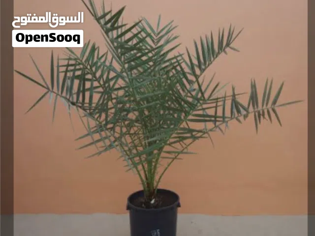 فسائل نسيجيه او طبيعيه