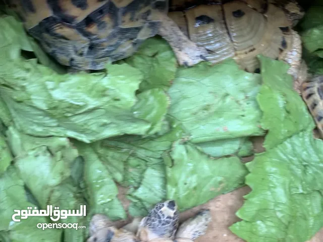 سلاحف التربه